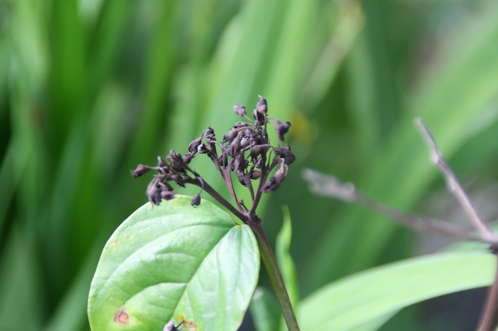 leaves and flowers