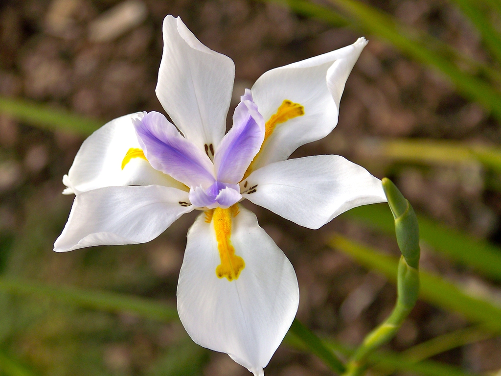 Flower and leaves