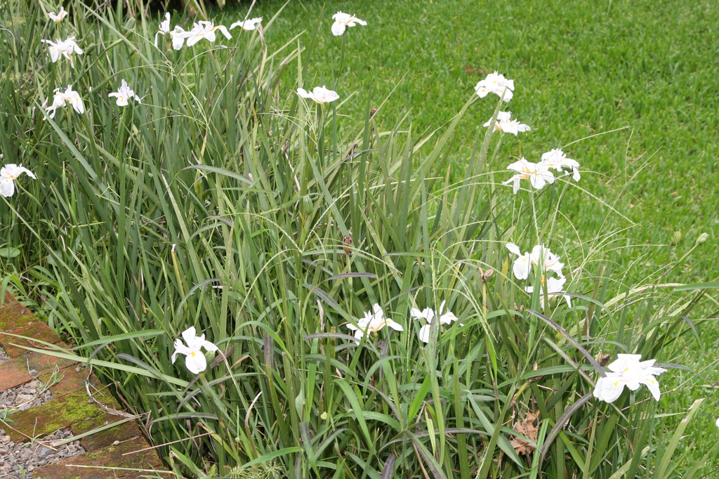 leaves, flowers and form