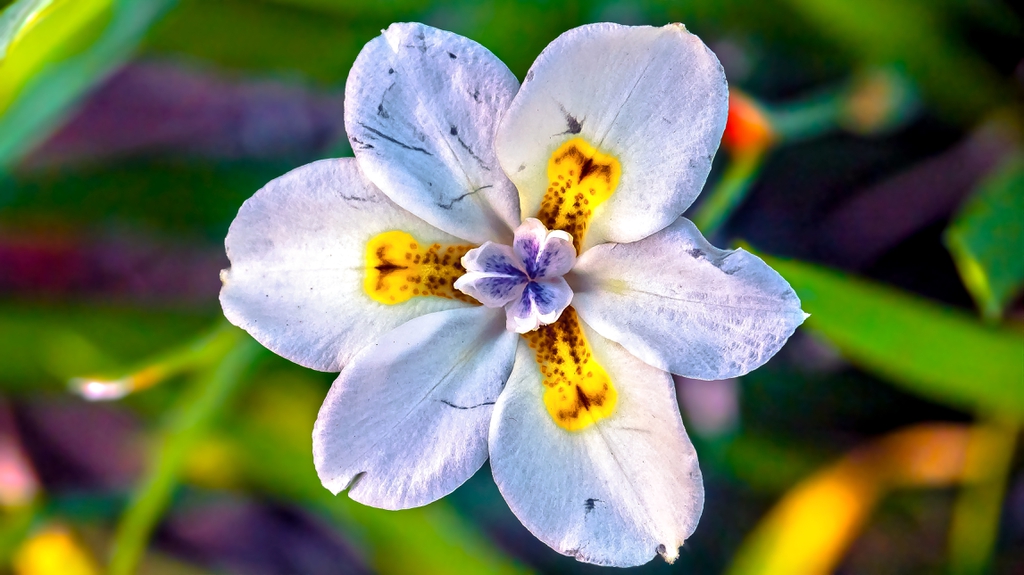 flower