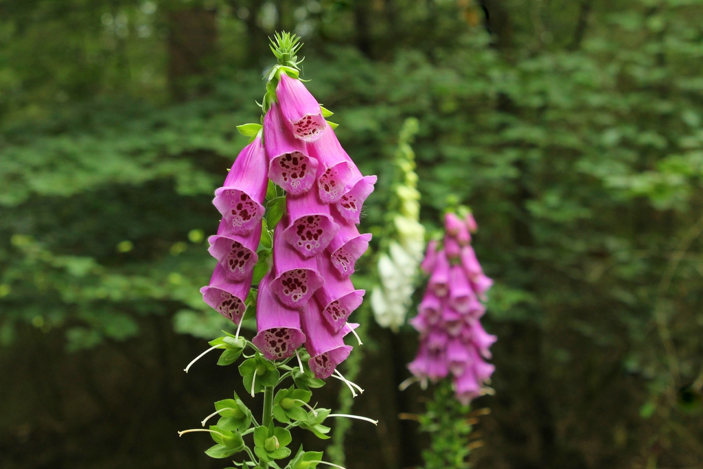 Spires of pink-purple tubular flowers
