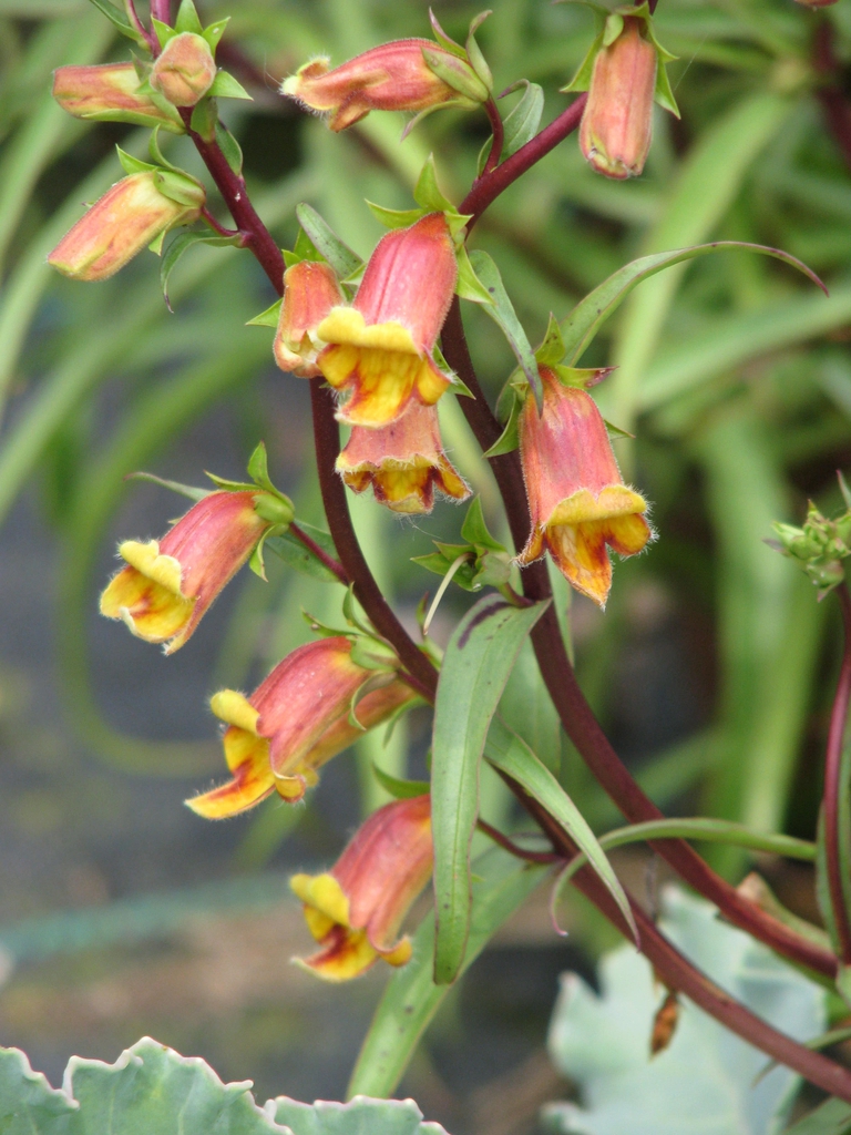 Flower and leaves