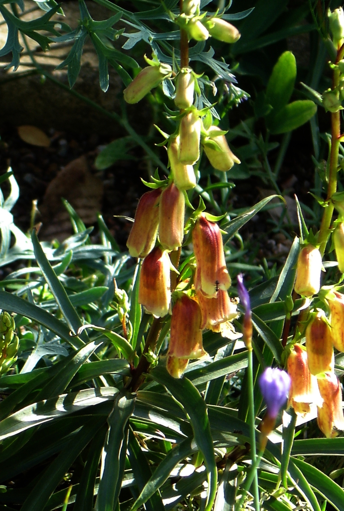 leaves and flowers