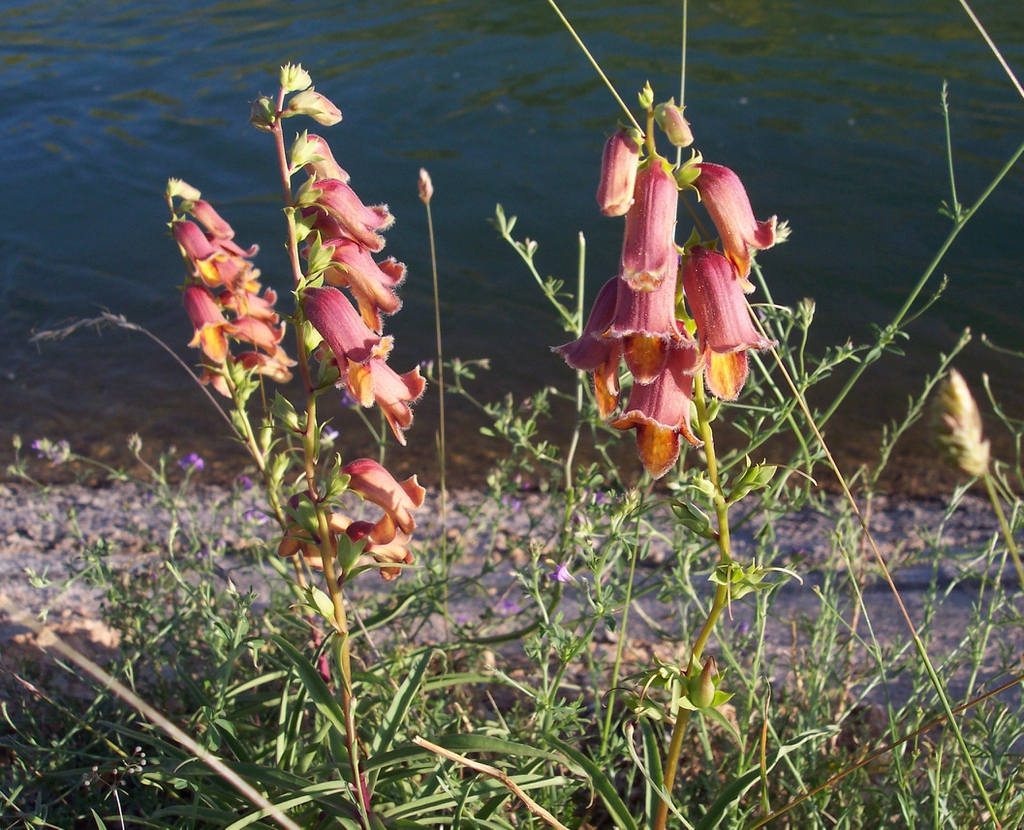 Flower and leaves