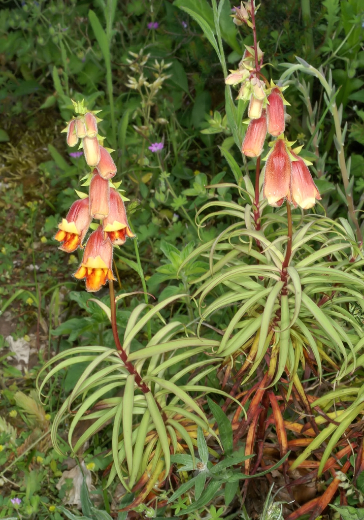 Flower and leaves