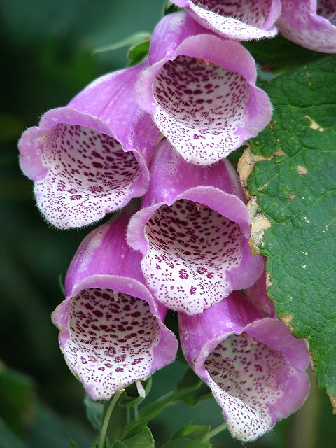 Close-up of raceme of pink, tubular flowers with spots inside.