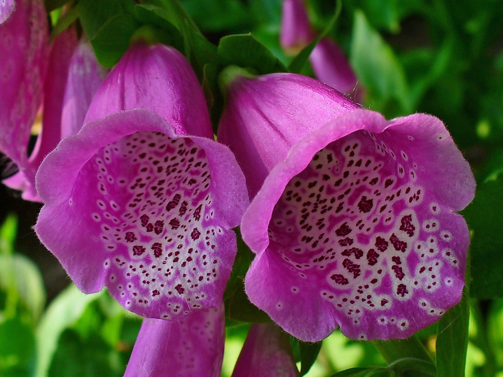 Close-up of the spotted, tubular flowers.
