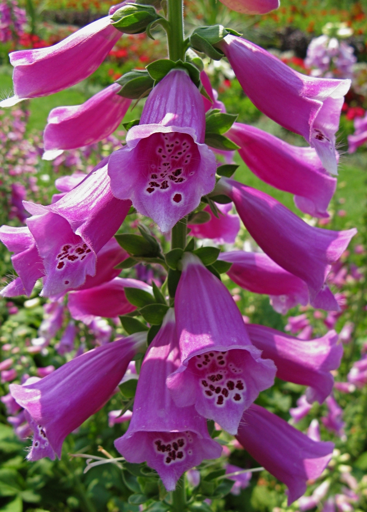 Close-up of raceme of pink, tubular flowers with spots inside.