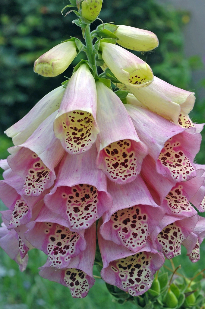 Close-up of raceme of pink, tubular flowers with spots inside.