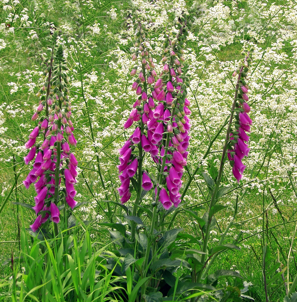 Spires of pink-purple tubular flowers