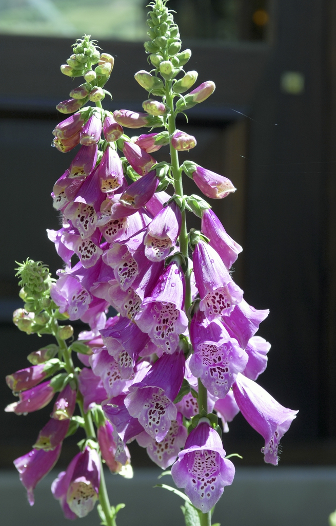 Close-up of raceme of pink, tubular flowers with spots inside.