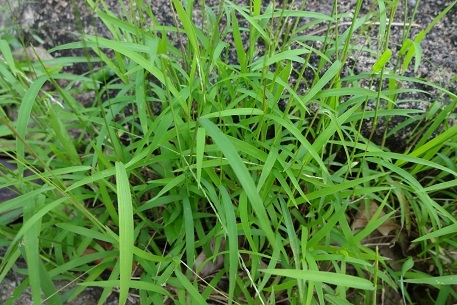 Form