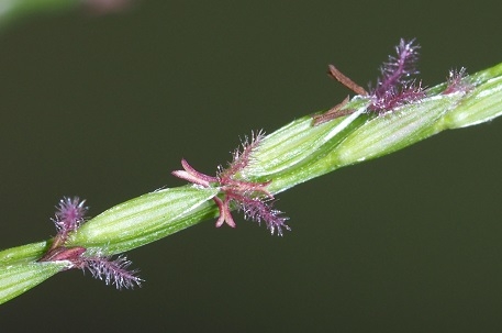 Blooms