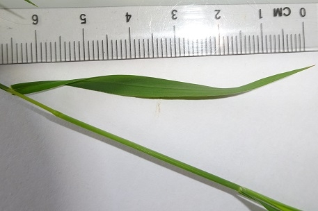 Leaf
