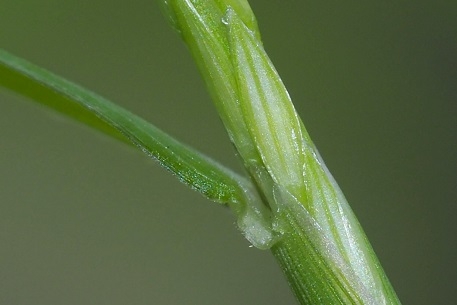 Stalk and leaf sheath