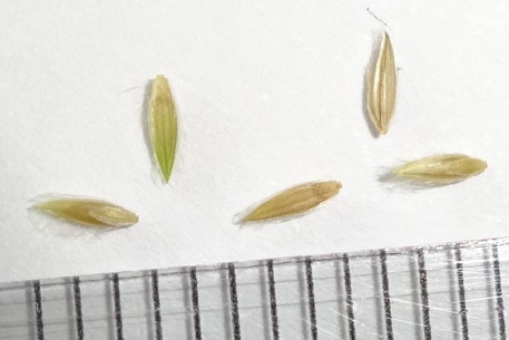 Seeds