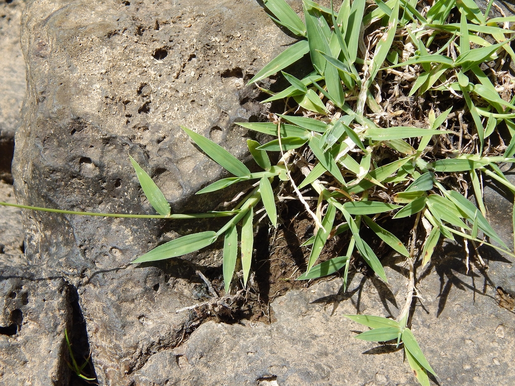 Growing among rocks