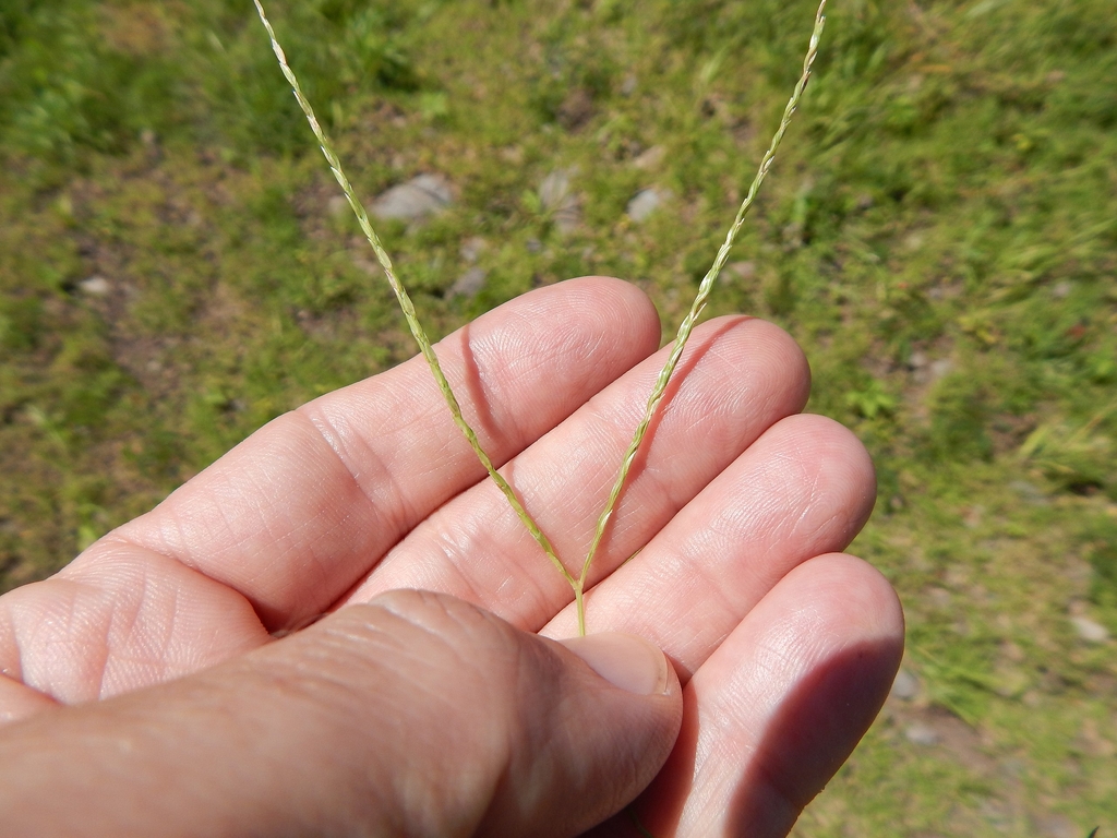 Seed heads