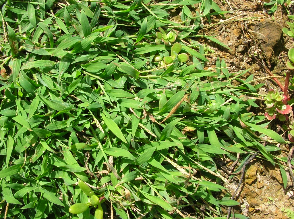 Leaves and growth habit