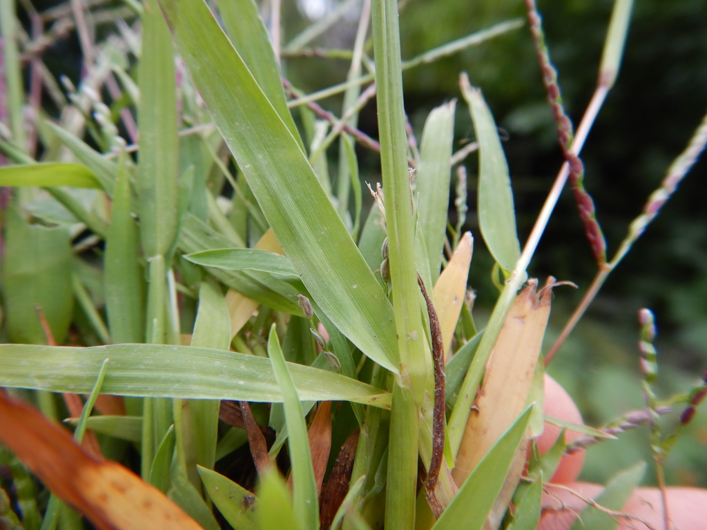 Leaves