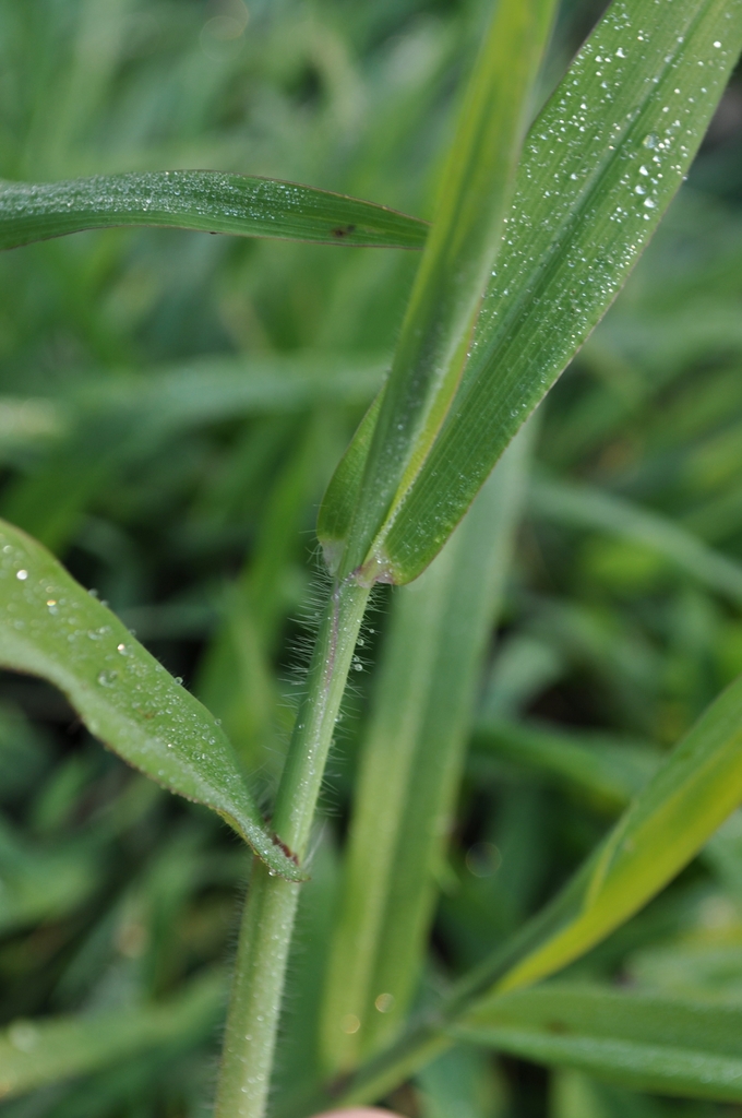 Hairs on the sheath