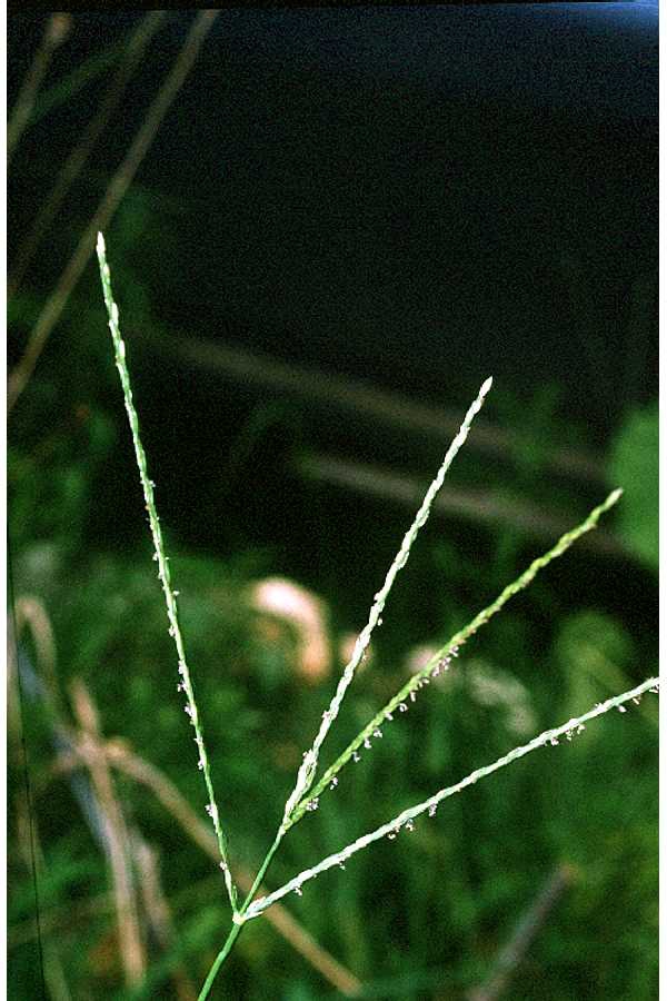 Seedhead