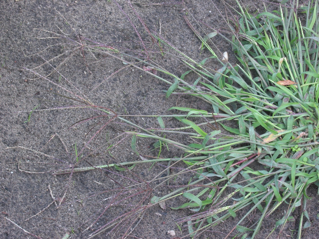 Plant with seeds