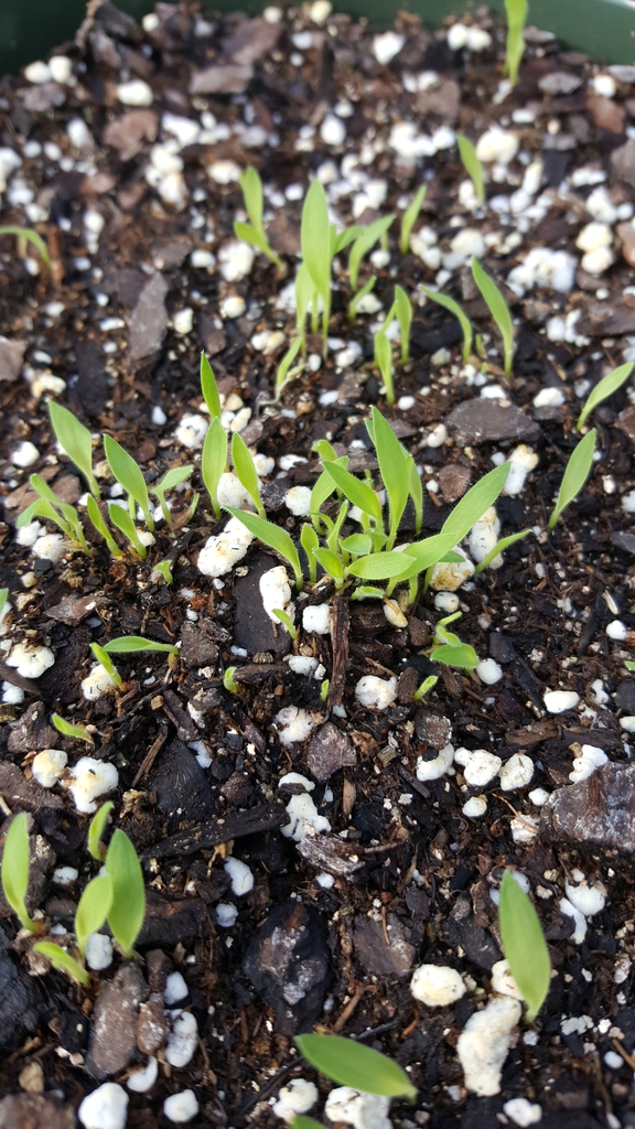 Seedlings