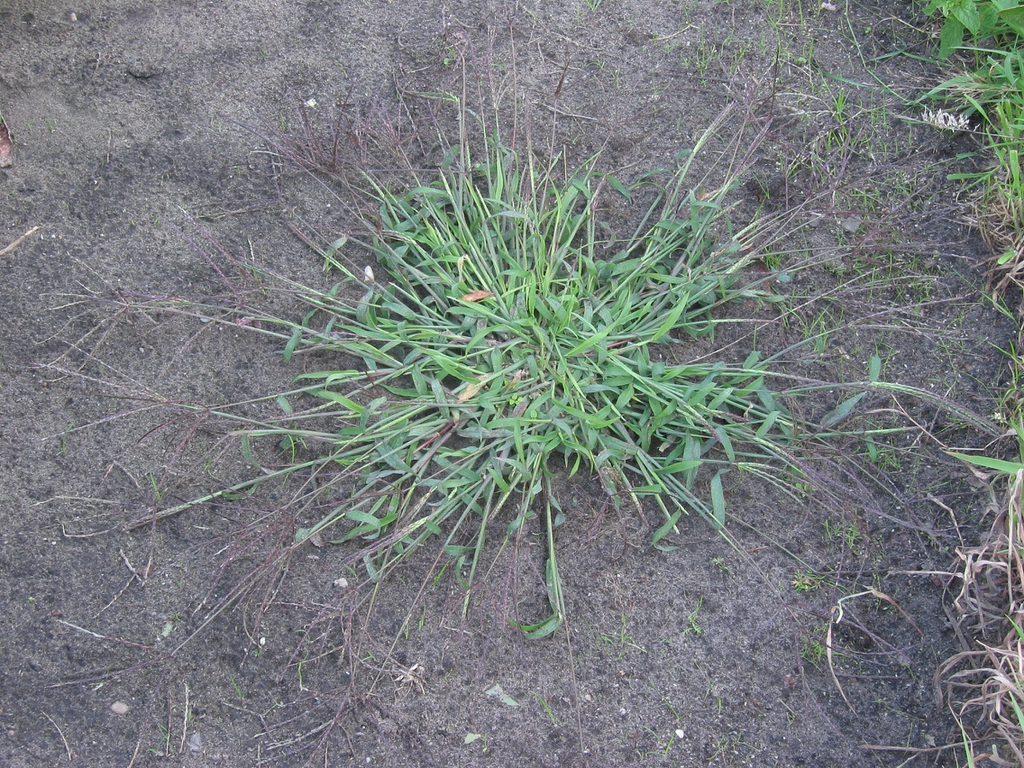 Whole plant