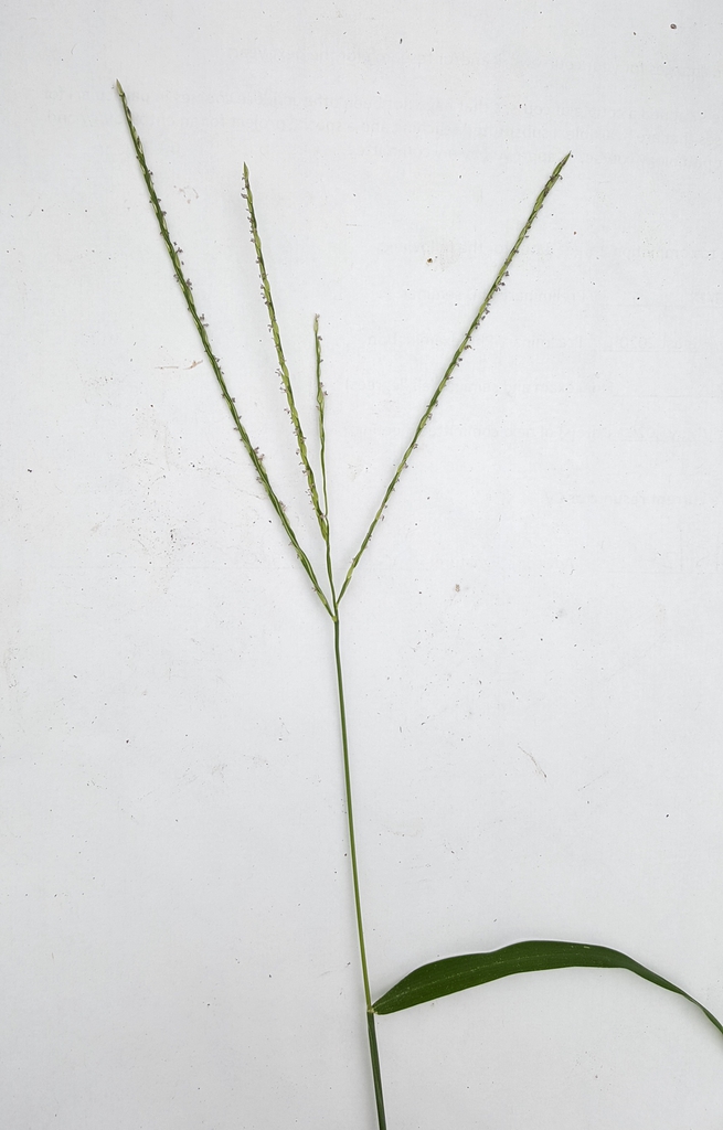 Stem
