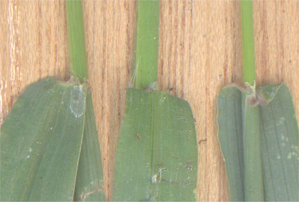 Ligula