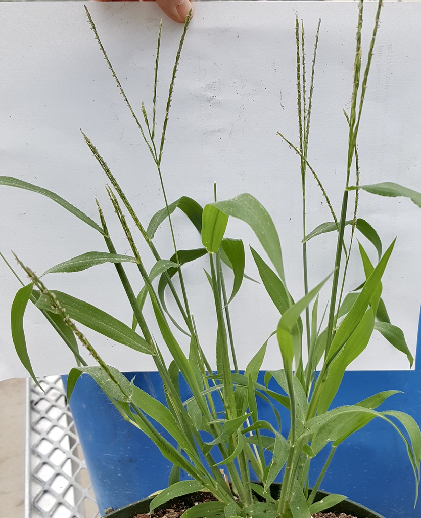 Plant