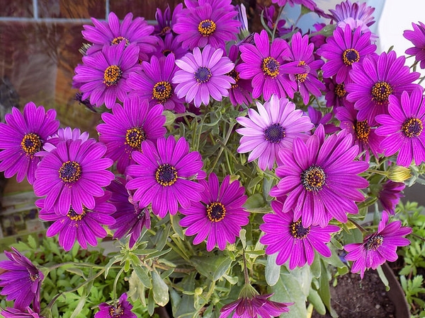 Dimorphotheca sinuata