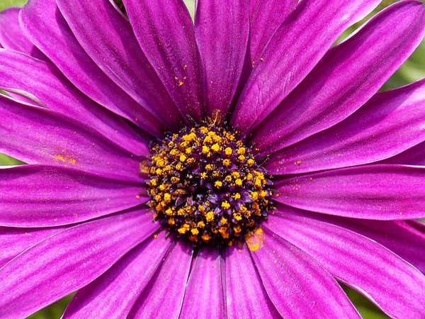 Dimorphotheca sinuata