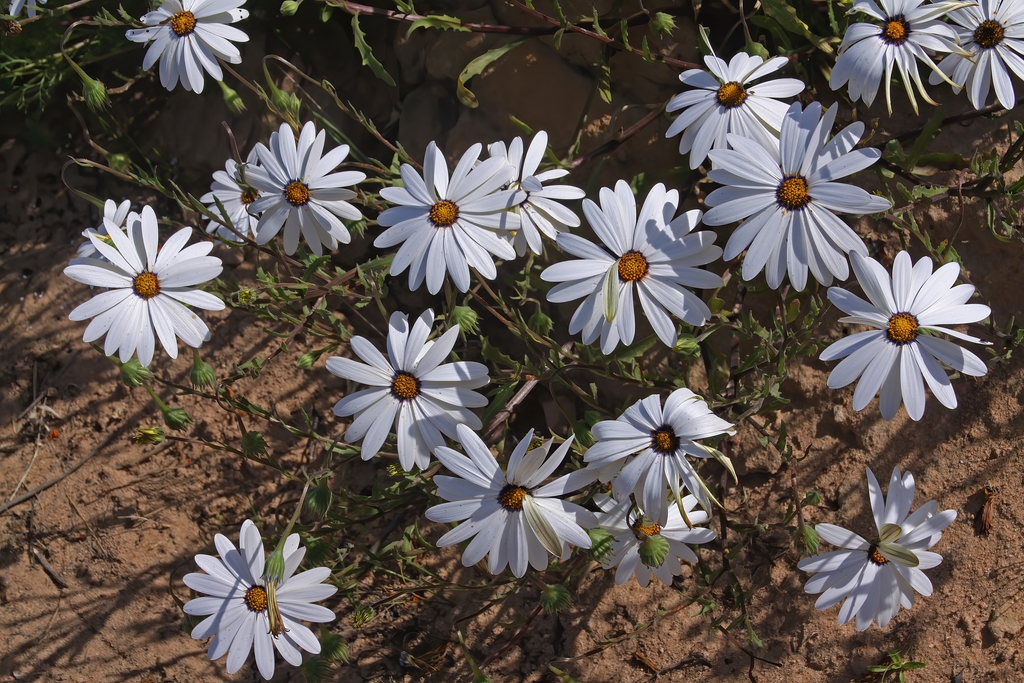 White flowers