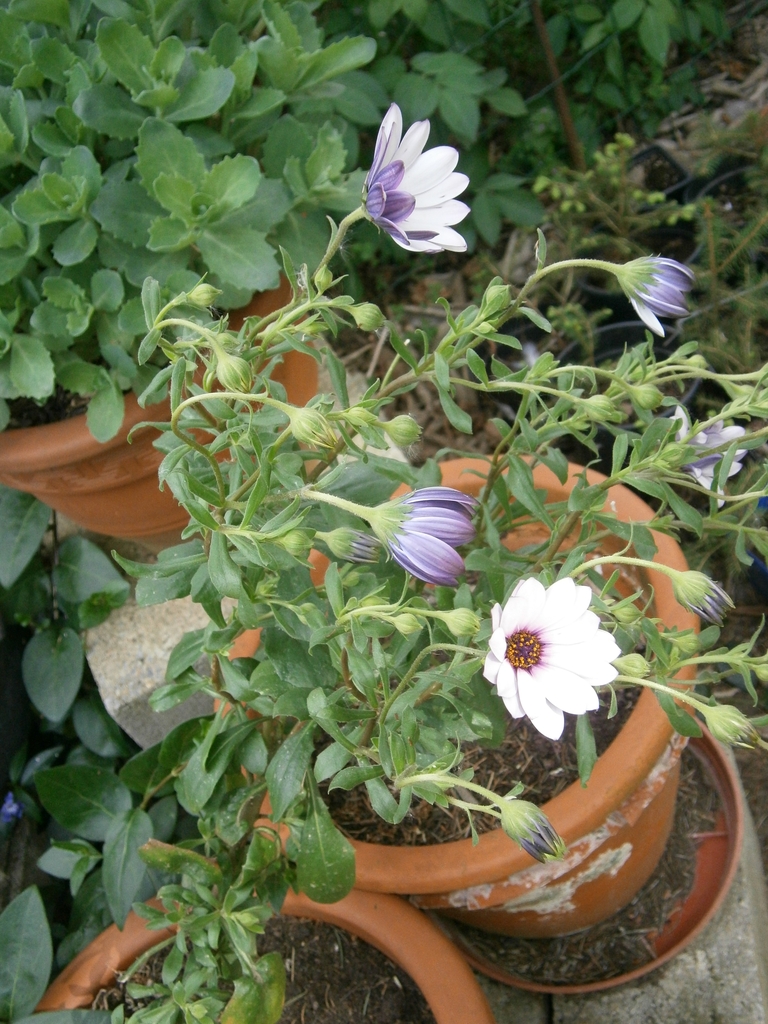 Growing in a pot