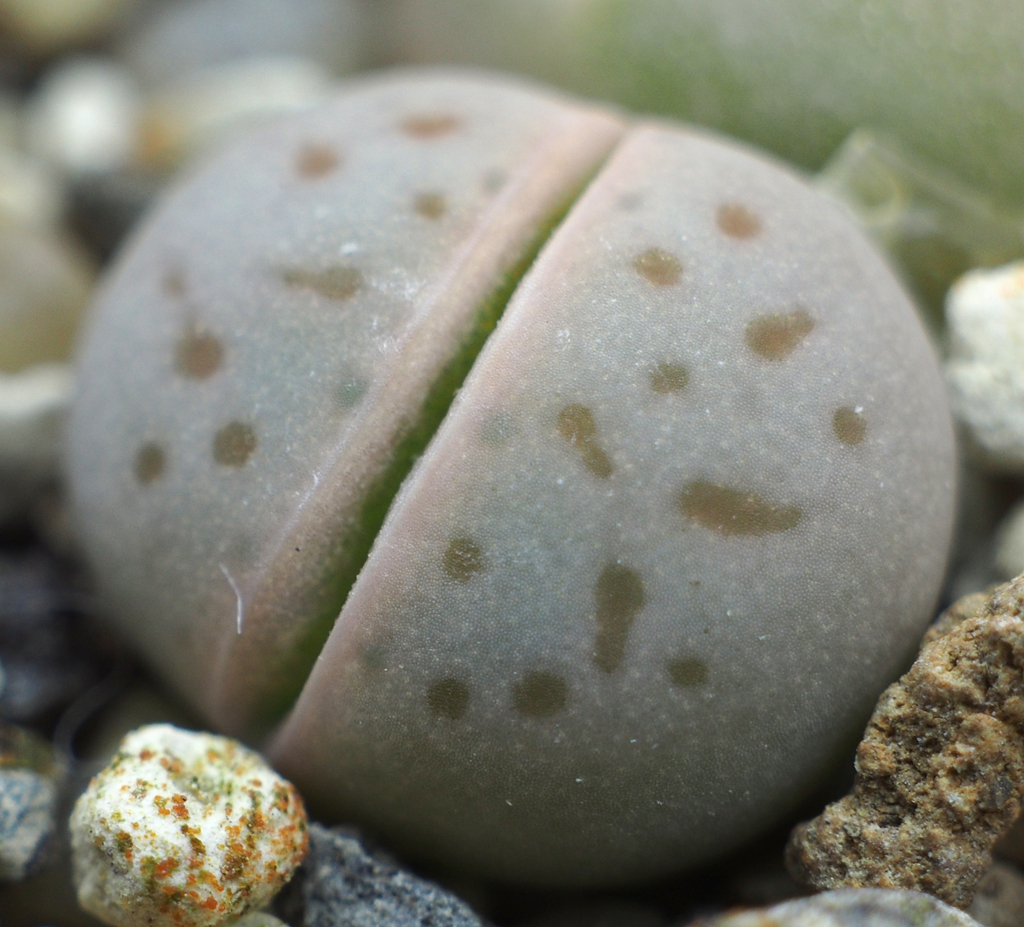 Dinteranthus vanzylii