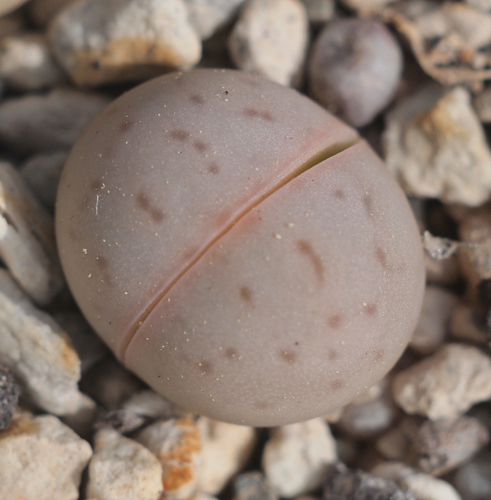 Dinteranthus vanzylii