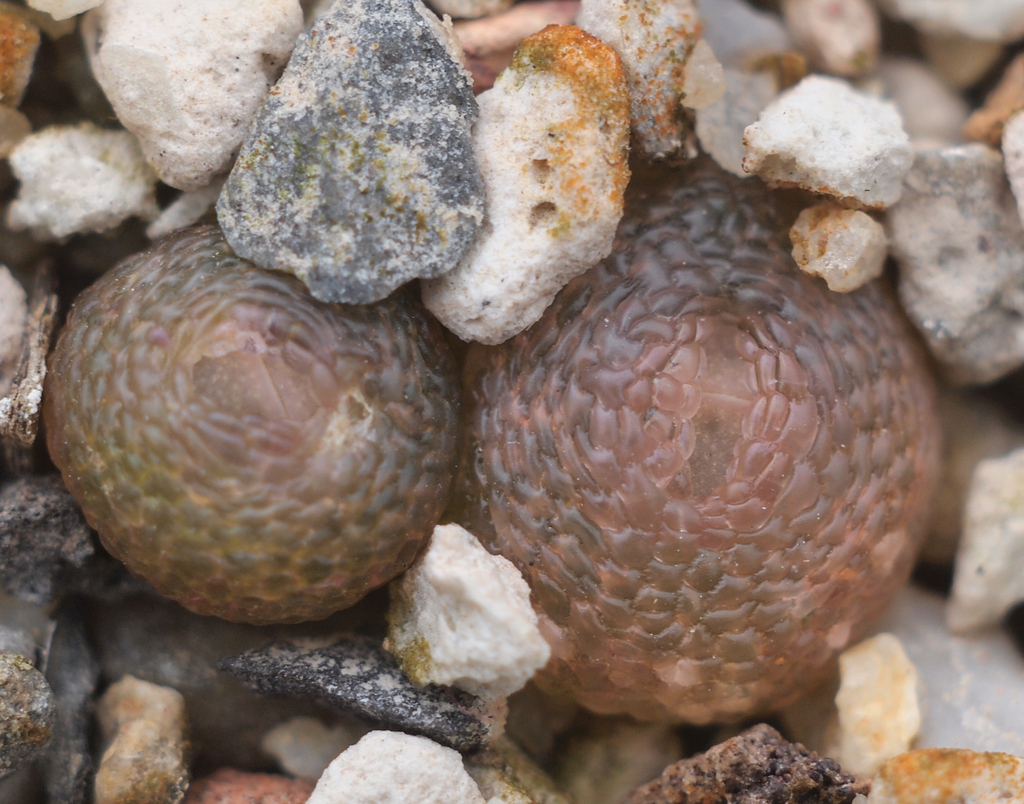 Dinteranthus vanzylii