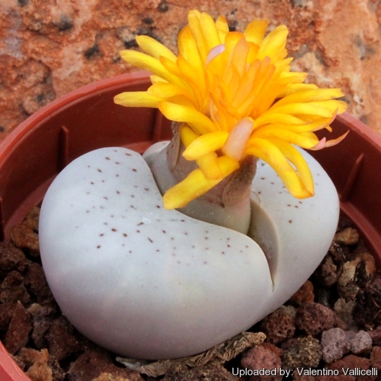 Yellow flower