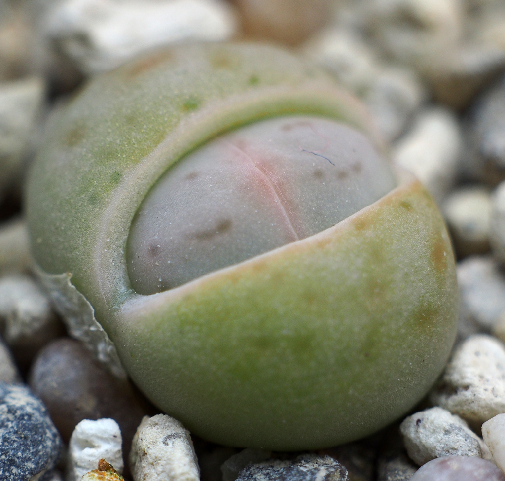 Dinteranthus vanzylii