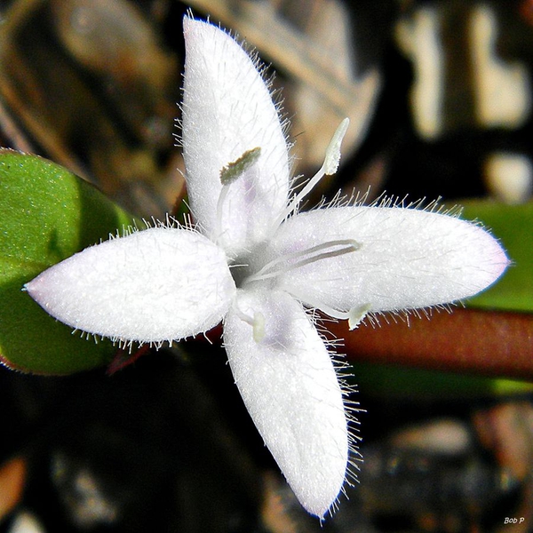 Diodia virginiana