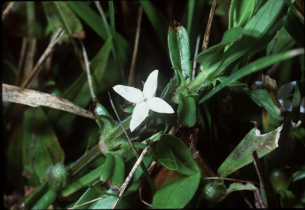 Diodia virginiana