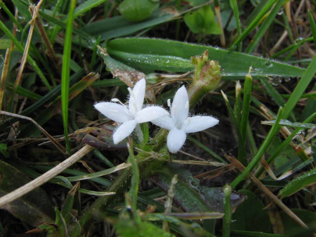 Flower and leaves