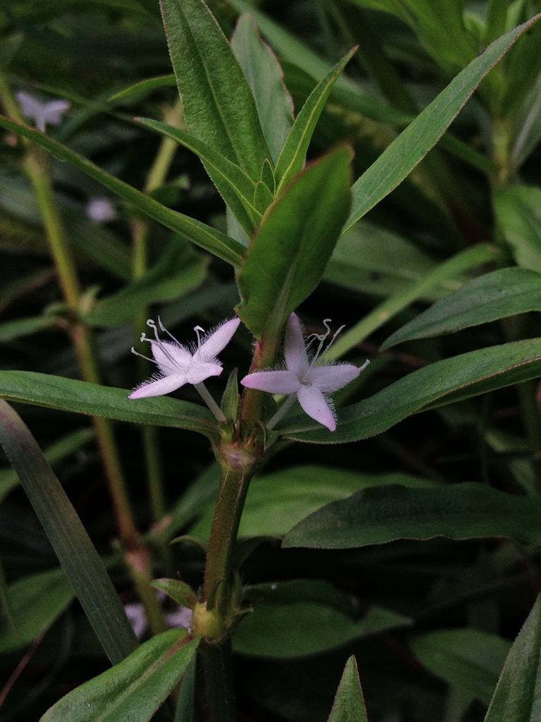 leaves and flowers