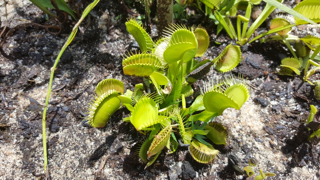 Rosette plant in natural habitat; traps are mostly green.