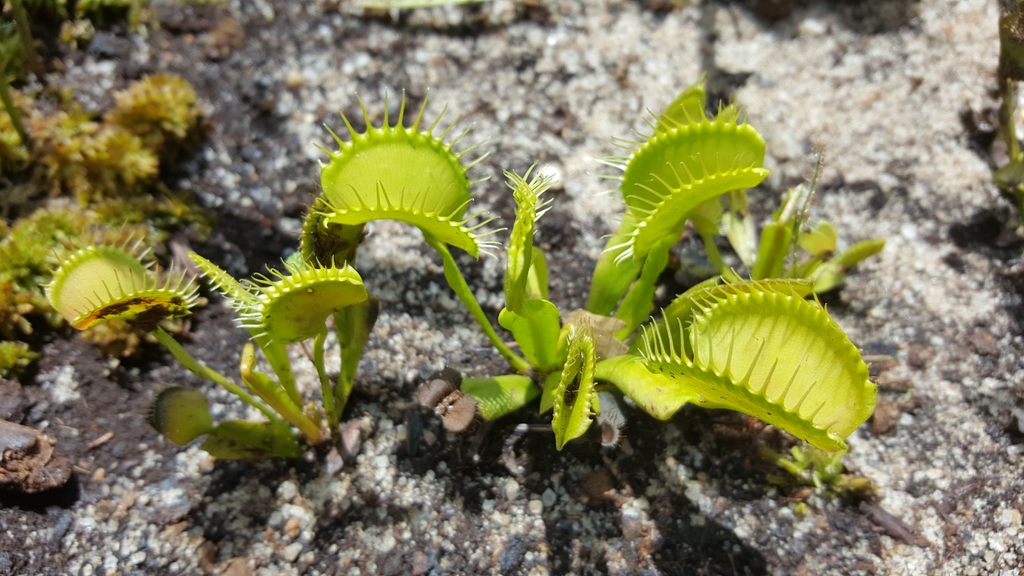 Rosette plant in natural habitat; traps are mostly green.