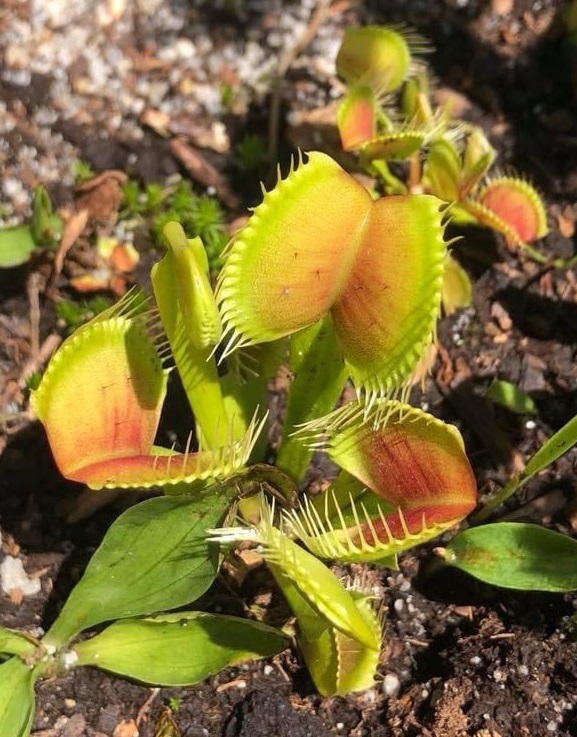 Rosette of reddish trap leaves.