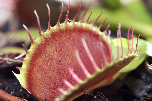 Close-up on a gaping red trap. 3 trigger hairs are visible.