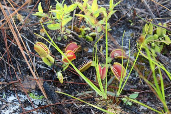 Rosettes of reddish trap leaves.